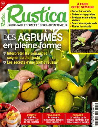 Rustica